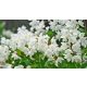 Nikko karcsú gyöngyvirágcserje - Deutzia gracilis 'Nikko' - Konténeres