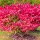 Szárnyas kecskerágó - Euonymus alatus - Konténeres