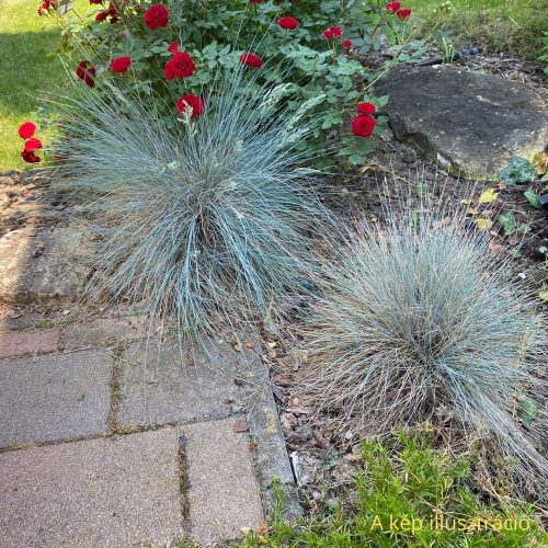 Ezüstös levelű volgai csenkesz - Festuca valesiaca 'Buddy Blue' - Konténeres