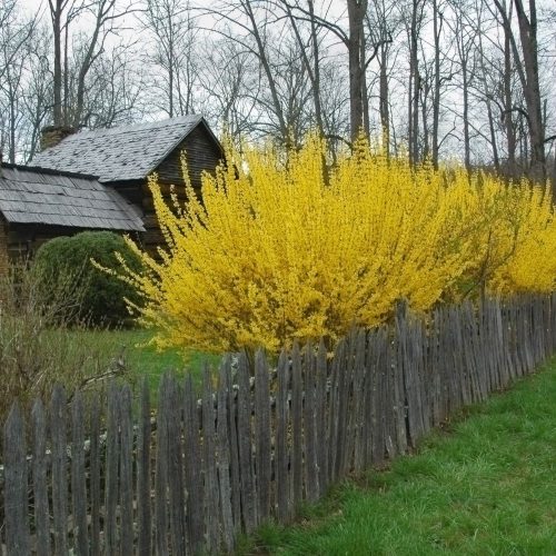 Aranyvessző - Forsythia x intermedia - Konténeres