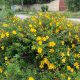 Japán orbáncfű - Hypericum patulum ’Hidcote’ - Konténeres