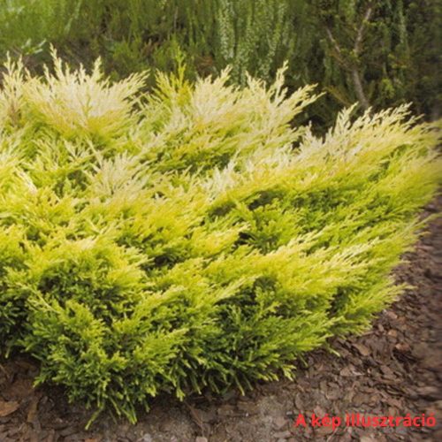 Aranyos henye terülőboróka - Juniperus horizontalis 'Limeglow' - Konténeres