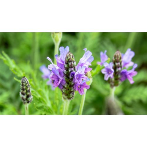 Kék törpe levendula - Lavandula angustifolia ’Dwarf Blue’ - Konténeres