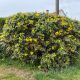 Kerti mahónia - Mahonia aquifolium - Konténeres