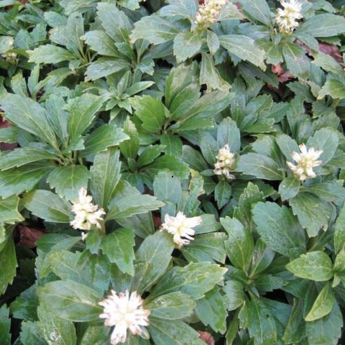 Japán kövérke - Pachysandra terminalis 'Green Carpet'