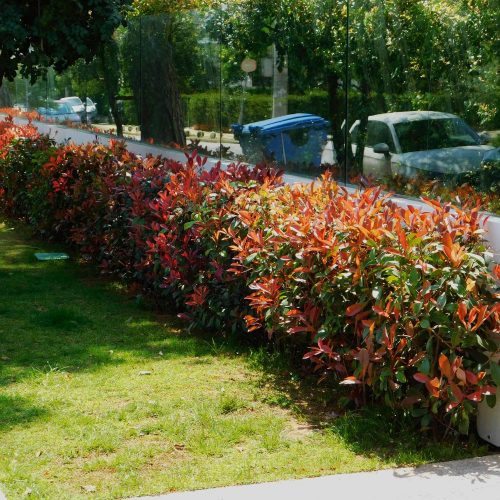 Camilvy korallberkenye - Photinia x fraseri 'Camilvy' - Konténeres