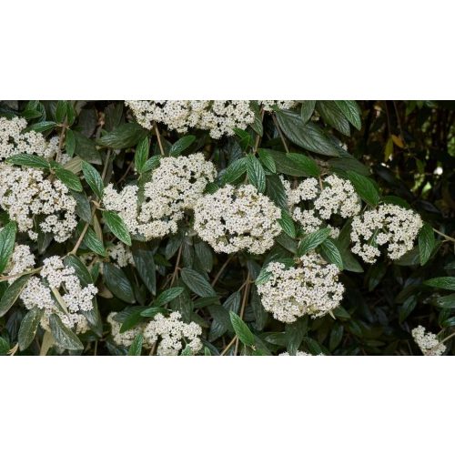 Ráncos levelű örökzöld bangita - Viburnum rhytidophyllum - Konténeres