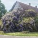 Lilaakác - Wisteria sinensis - Konténeres