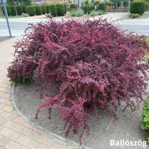 Tarka levelű japán borbolya - Berberis thunberghii ’Pink Queen’ - Konténeres