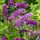 ’Berries and Cream’® nyáriorgona - Buddleja davidii ’Berries and Cream’®-Konténeres