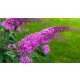 Rózsás nyáriorgona - Buddleja davidii 'Pink Delight' - Konténeres