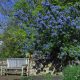 ’Trewithen Blue’ kék táskavirág - Ceanothus arboreus ’Trewithen Blue’ - Konténeres