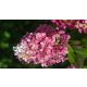 Vanille Fraise hortenzia - Hydrangea paniculata 'Vanille Fraise'® - Konténeres