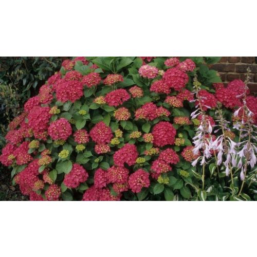 Bugás hortenzia - Hydrangea paniculata 'Wim's Red' ®- Konténeres