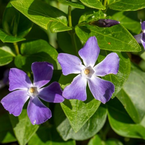 Nagy meténg - Vinca major - Konténeres