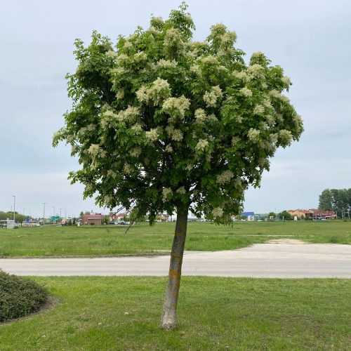 Virágos kőris - Fraxinus ornus - Konténeres