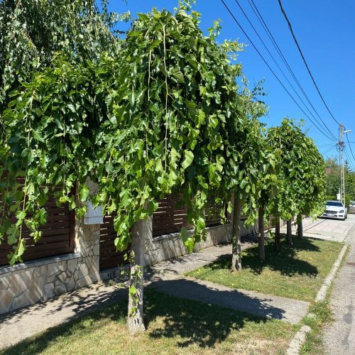 Szomorú eperfa - Morus alba 'Pendula' - Szabadgyökeres