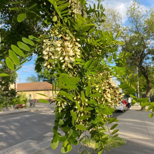 Fehér akác - Robinia pseudoacacia - Szabadgyökeres - Akár in