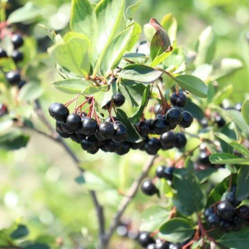 'Little Helpers'® Törpe fekete berkenye - Aronia melanocarpa 'Little Helpers'®  -Konténeres