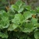 Zöld káposztafa - Brassica oleracea 'Daubenton's Green' - Konténeres