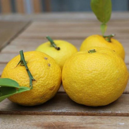 Citrus sinensis 'Yuzu' - Japáncitrom - Konténeres