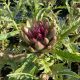 Szépséges articsóka - Cynara cardunculus 