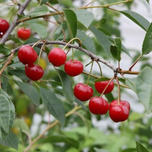 'Juliet' bokorcseresznye - Prunus fruticosus x cerasus ’Juliet’ Konténeres