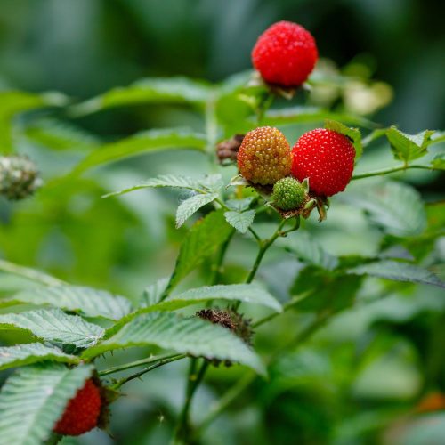 Japán szamócamálna - Rubus illeceborus - Konténeres