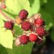 Japán szedermálna - Rubus phoeniculatus - Konténeres