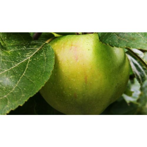 Granny Smith alma - Ültető + Gyökeresedő csomag  