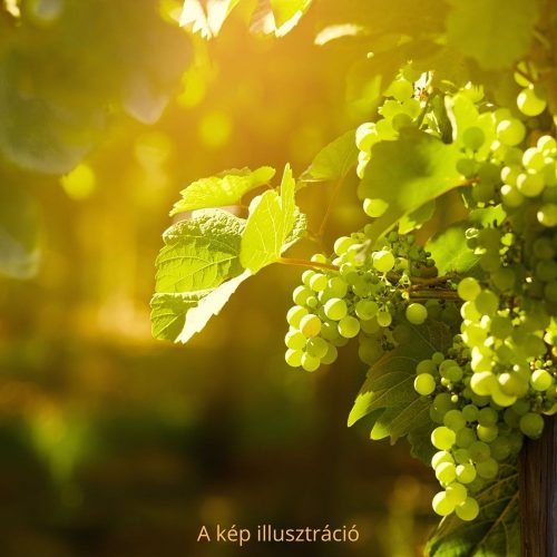 Favorit csemegeszőlő - Vitis vinifera ’Favorit’ - Konténeres