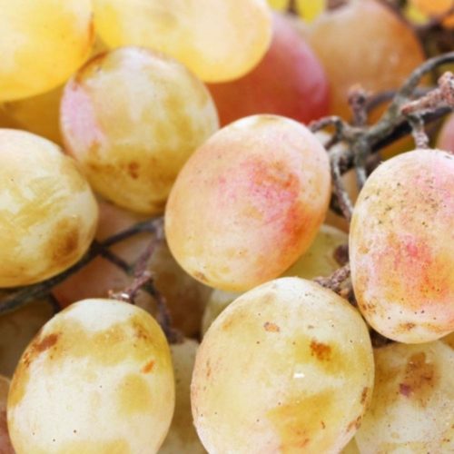 Teréz csemegeszőlő - Konténeres