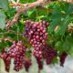 Saszla/Chasselas piros csemegeszőlő - Konténeres