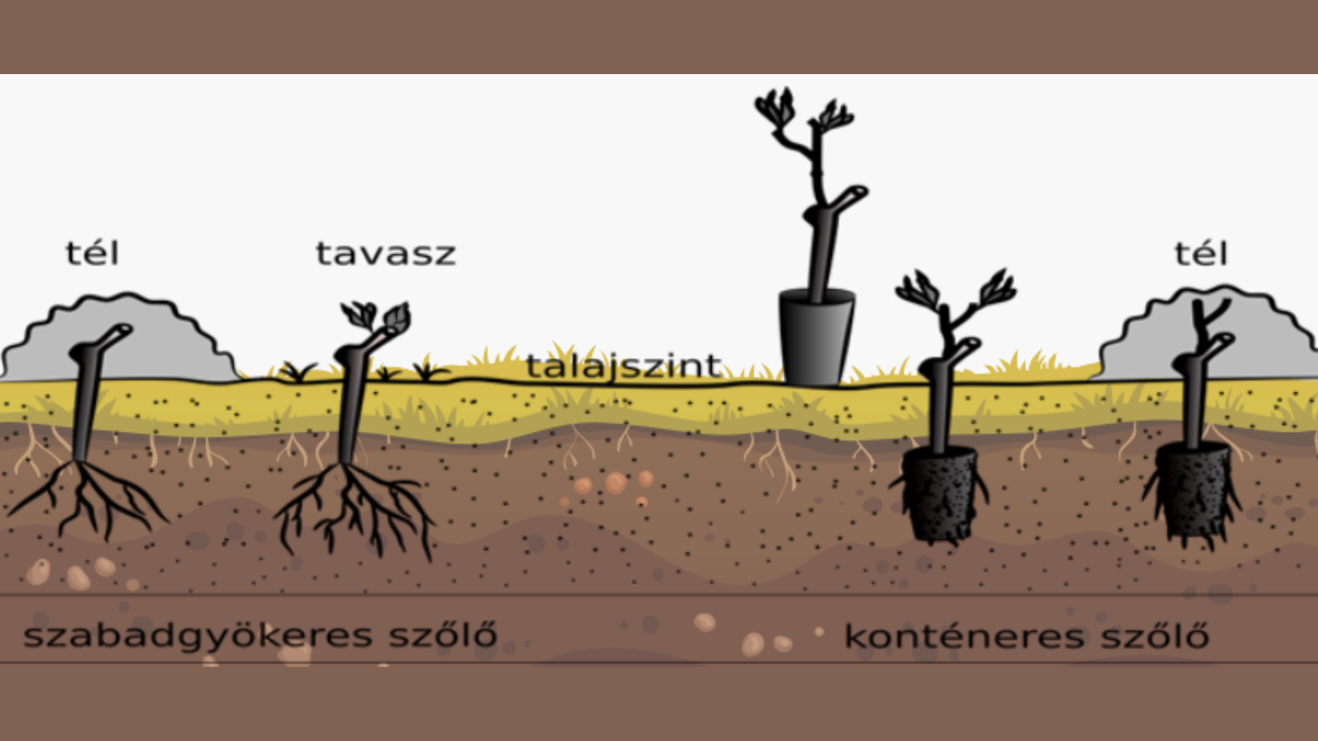 Csirkézzük fel a szőlőt!